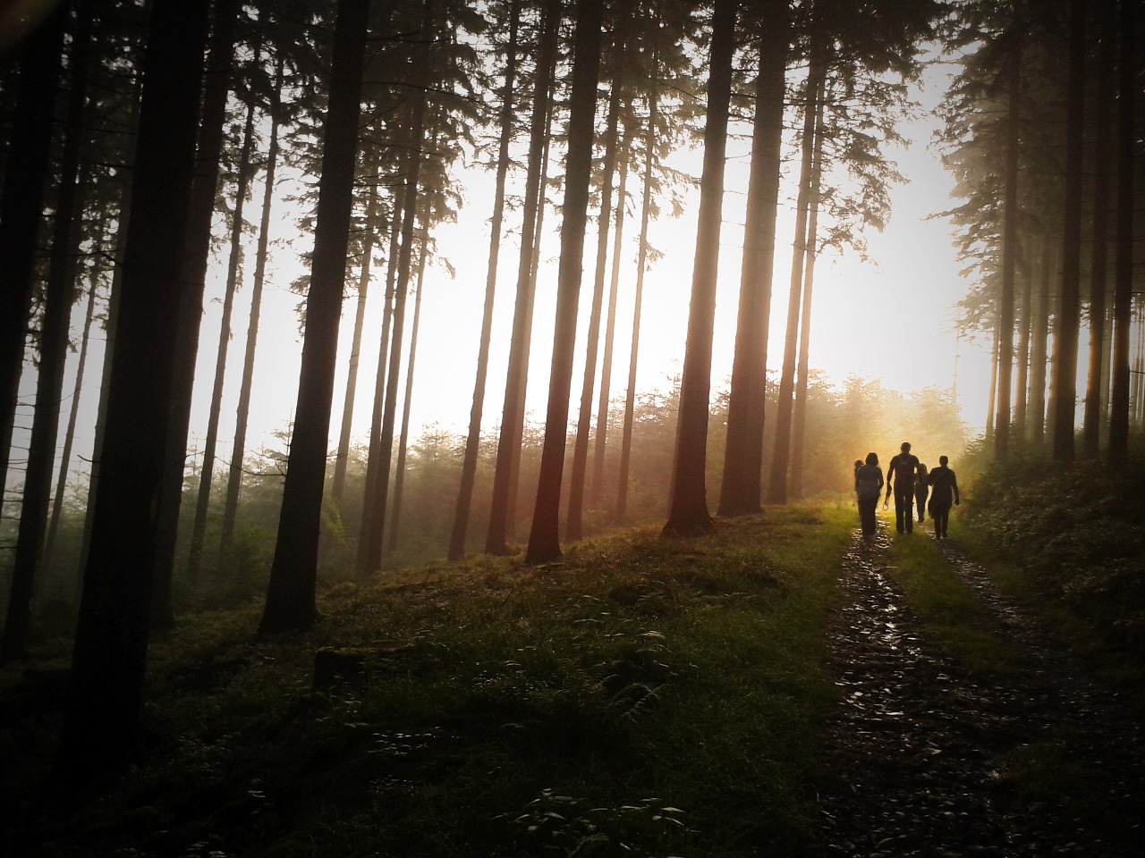 trees family forest free photo