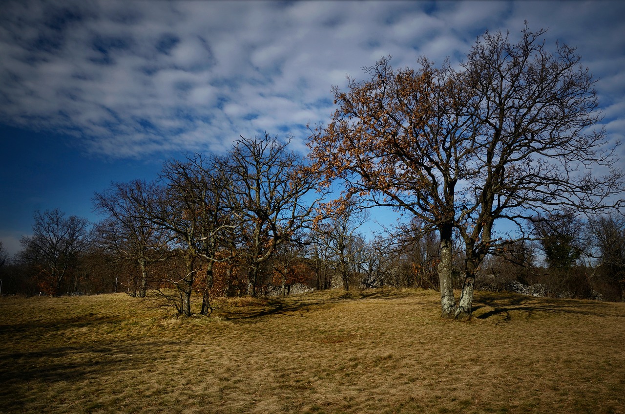 trees prato grass free photo