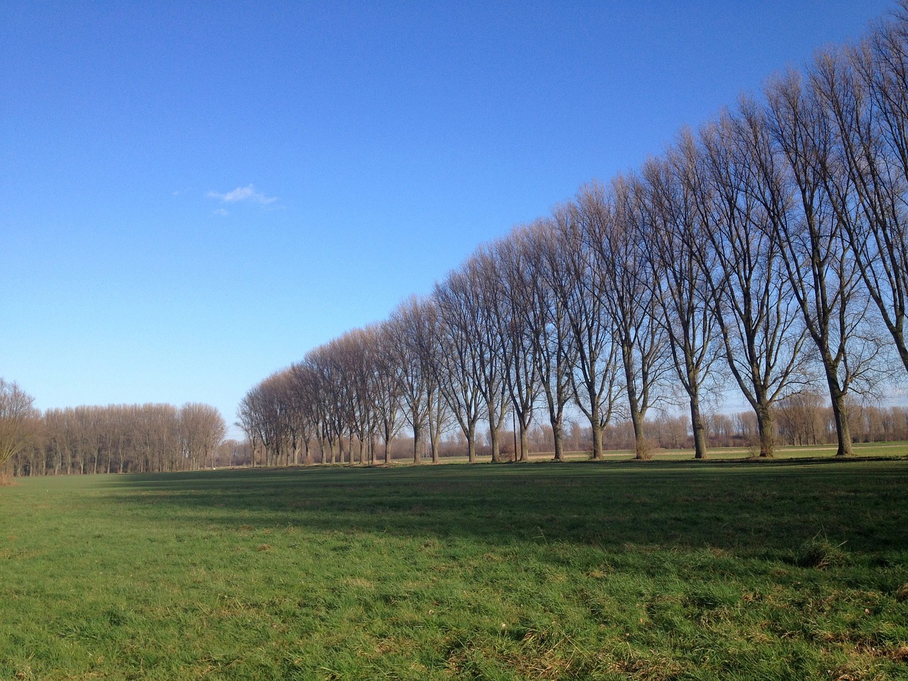 trees row of trees landscape free photo