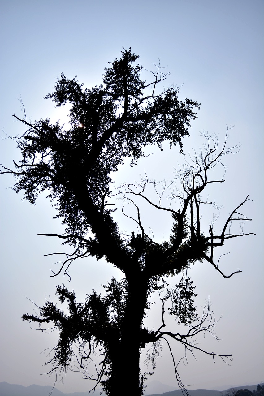 trees silhouette sunshine free photo