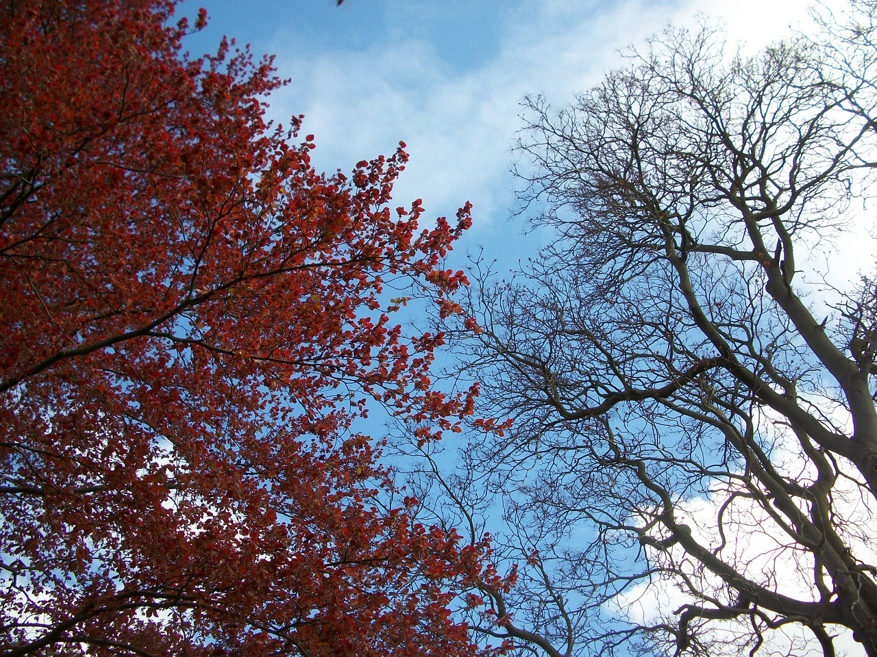 trees cambridge botanical free photo