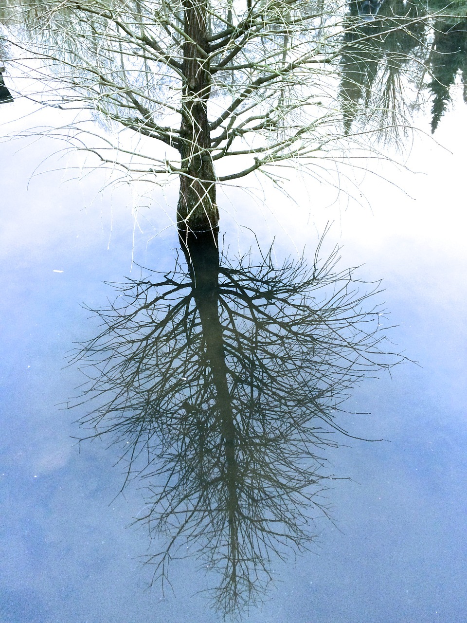 trees mirror mirroring free photo