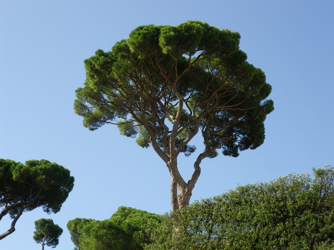 trees pine mediterranean free photo