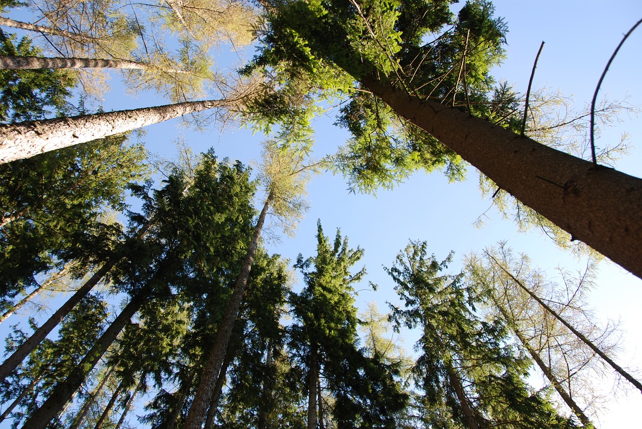 trees sky perspective free photo