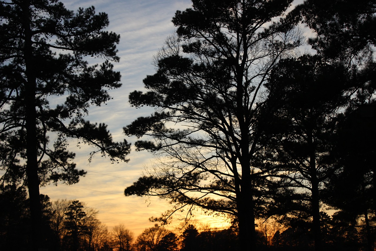 trees sun down sky free photo