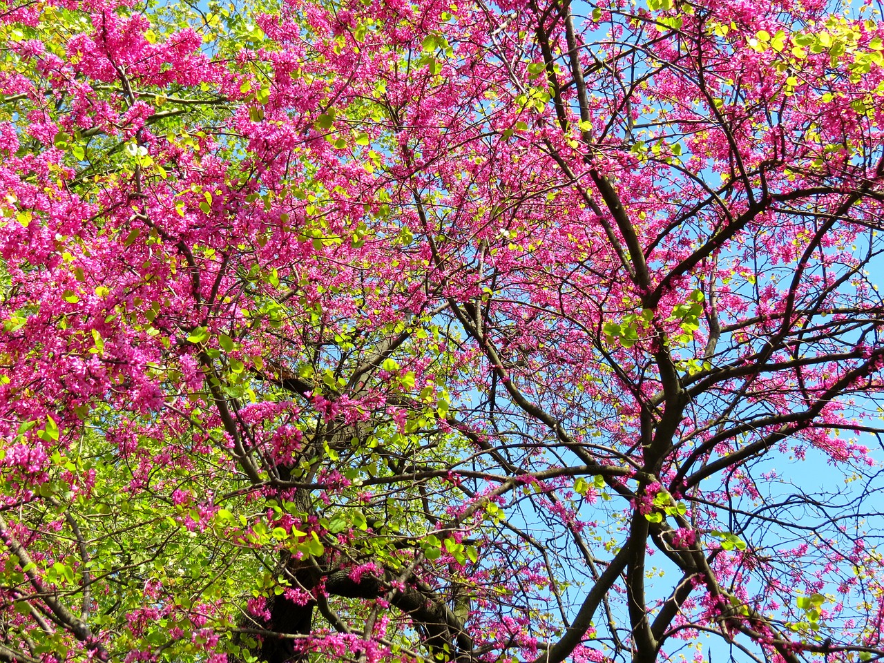 trees spring rosa free photo