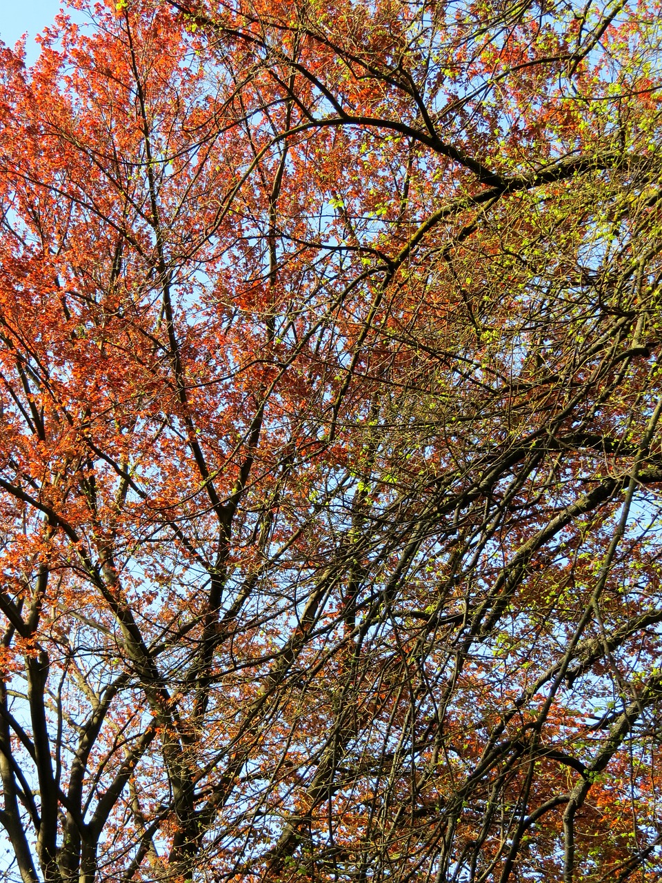 trees green nature free photo