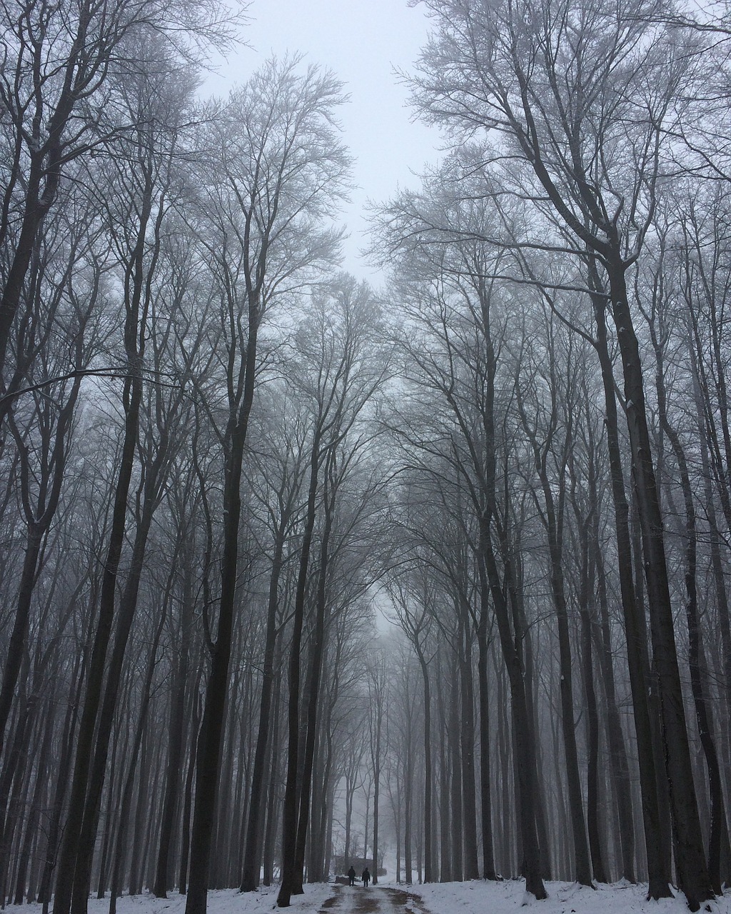 trees winter snow free photo