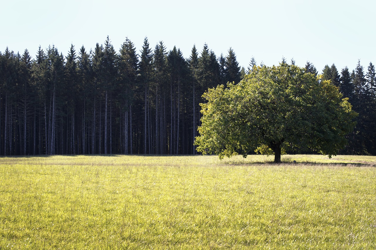 trees field nature free photo