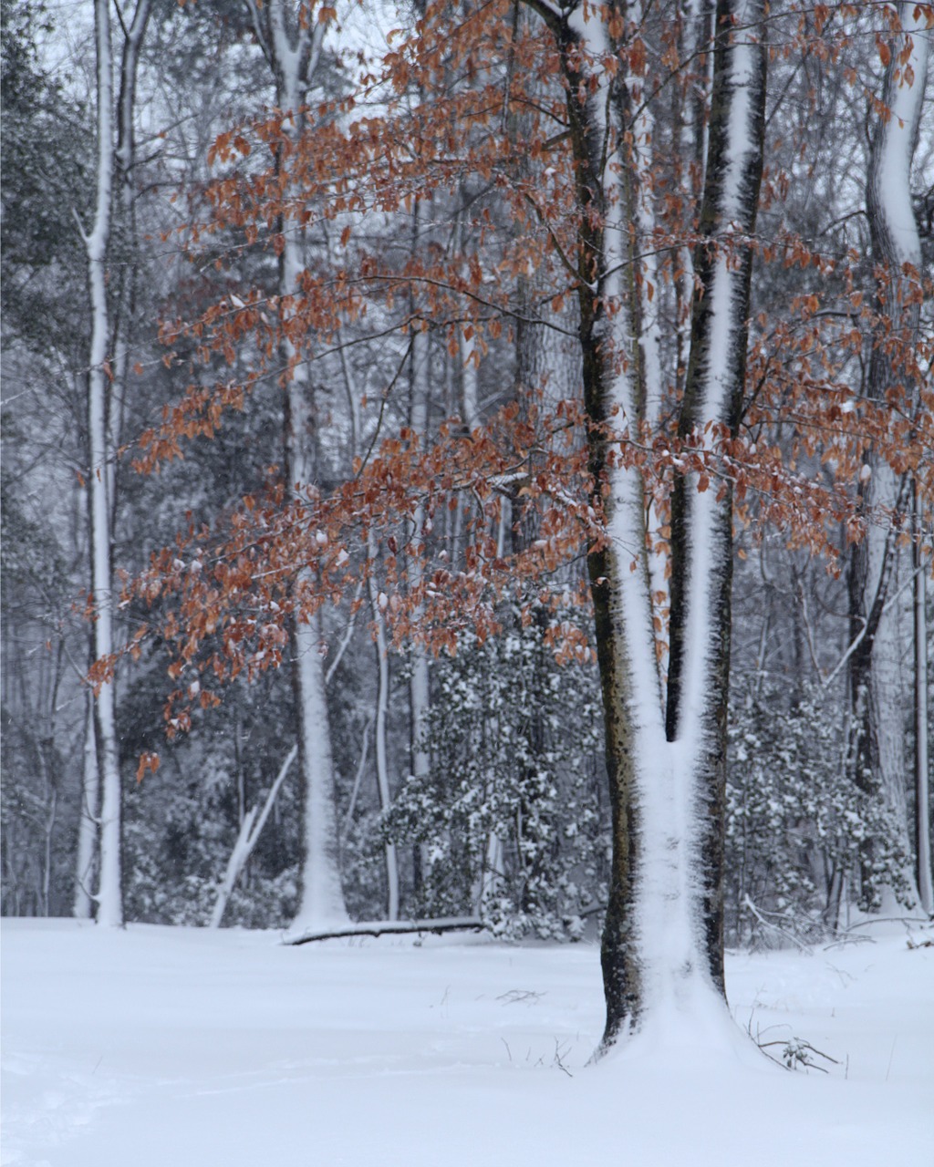 trees winter cold free photo