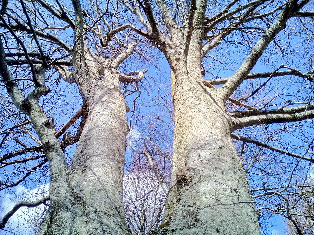 trees trunks sky free photo