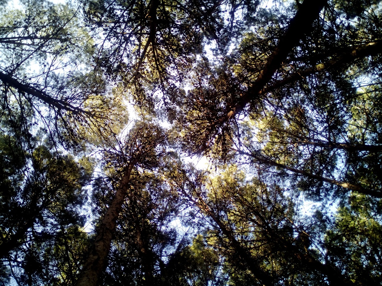 trees stone pine forest free photo