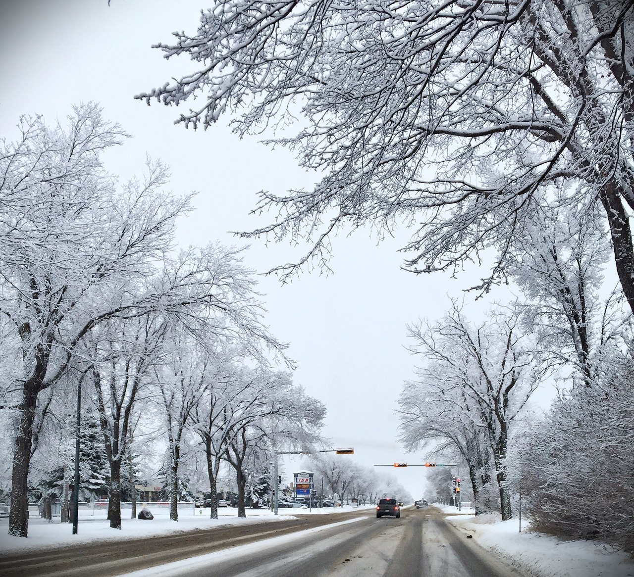 trees winter winter trees free photo