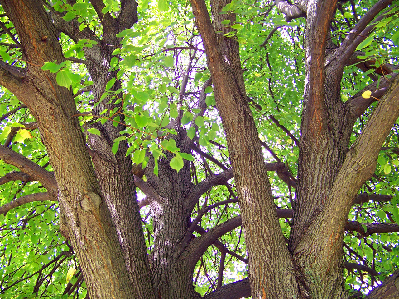 trees summer trees free photo