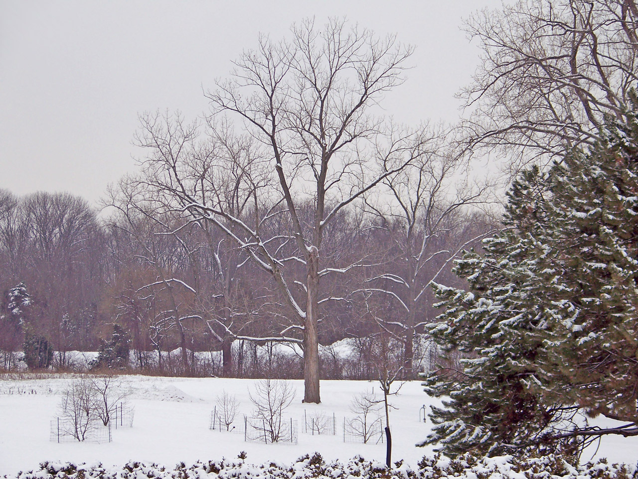 trees snow christmas free photo