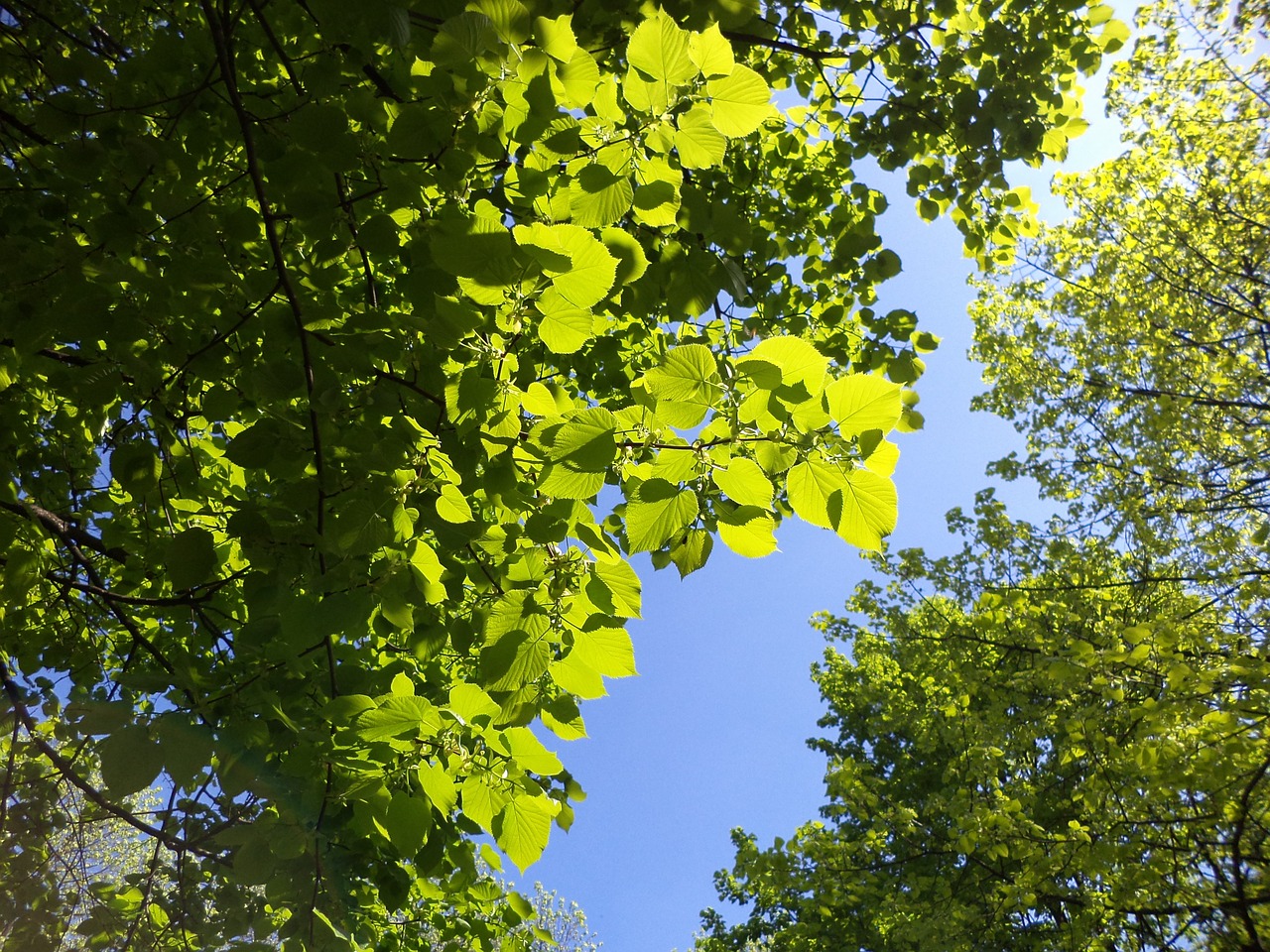 oak sky trees leaves free photo