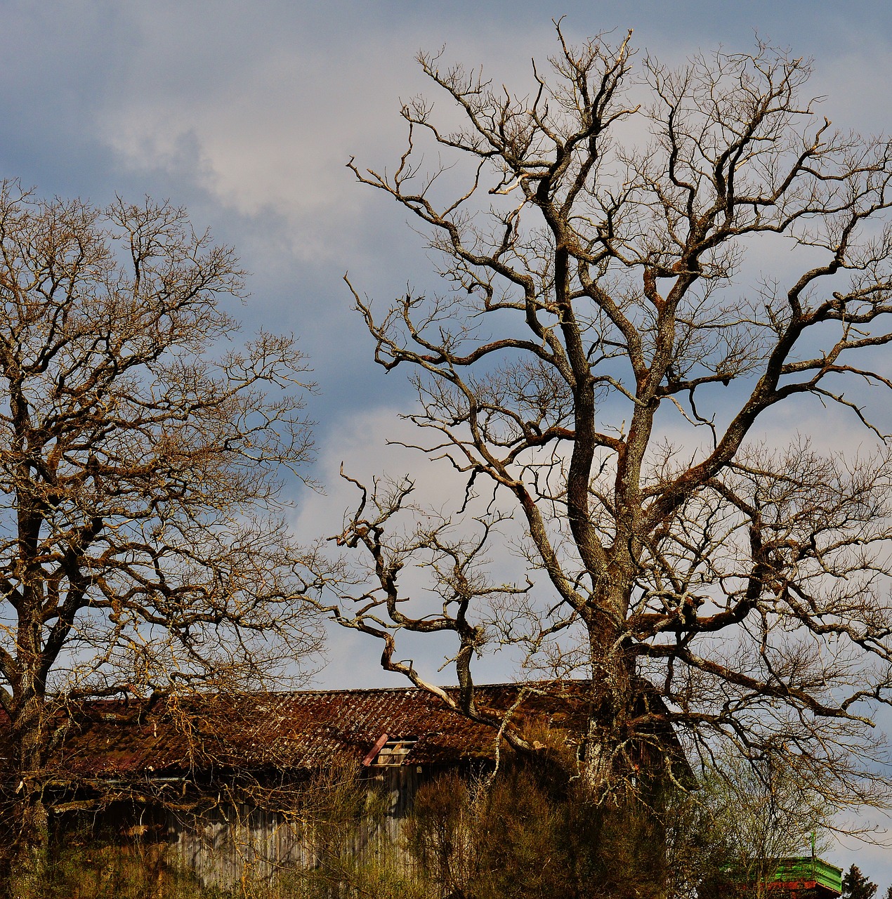 trees sky hut free photo