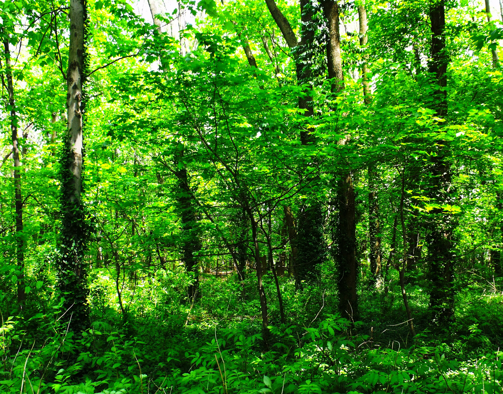 summer trees leaves free photo