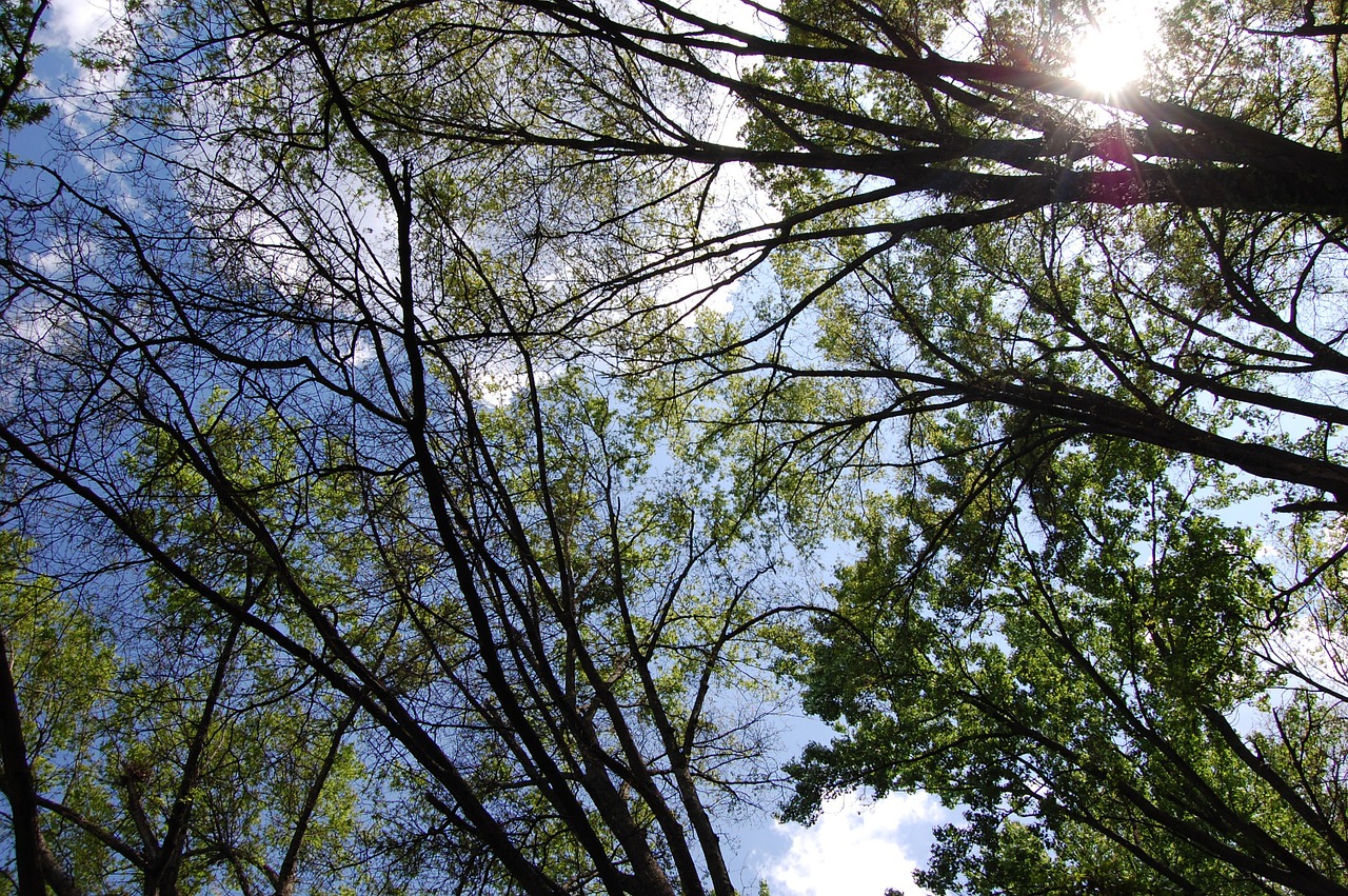 trees sun tree blanket free photo