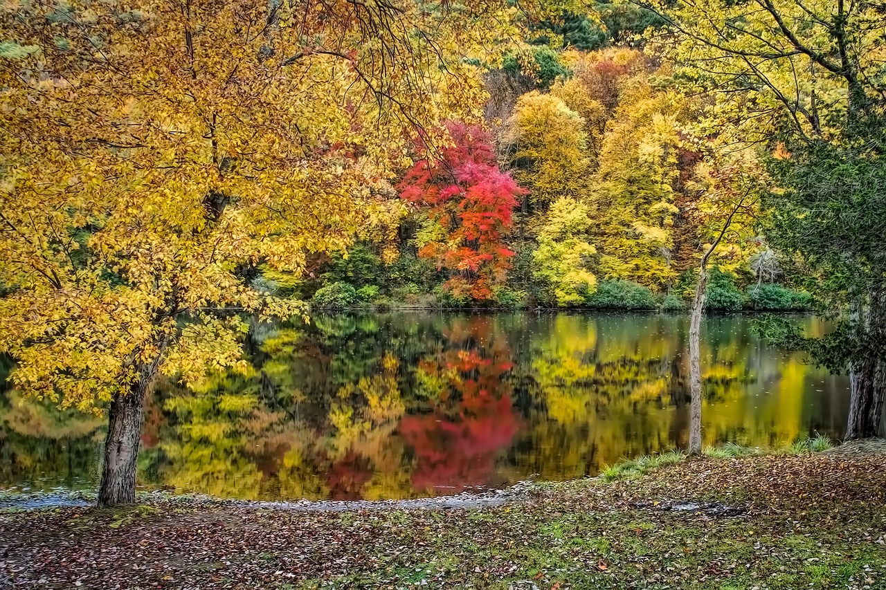 trees water fall foliage free photo