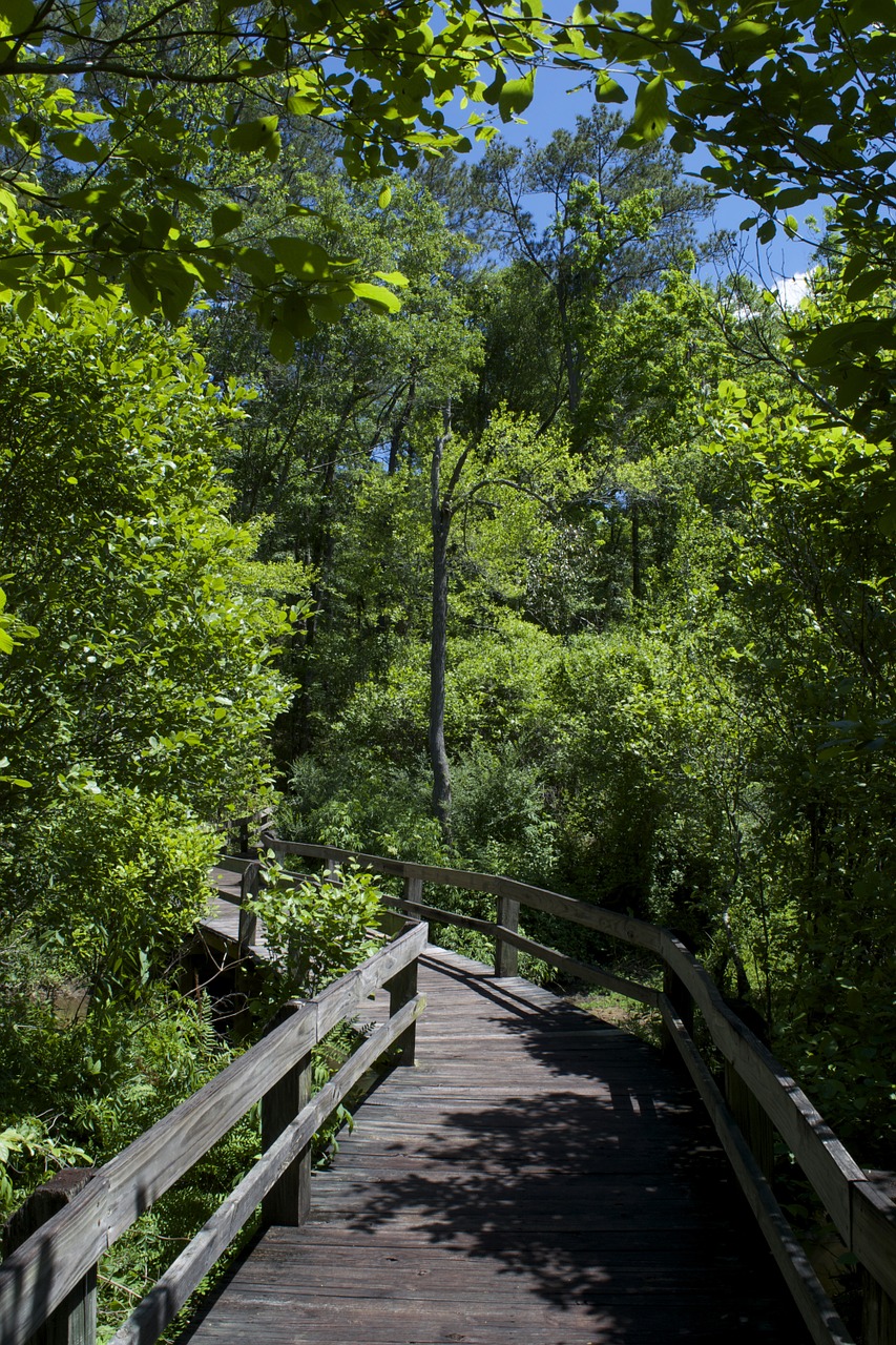 trees boardwalk trail free photo