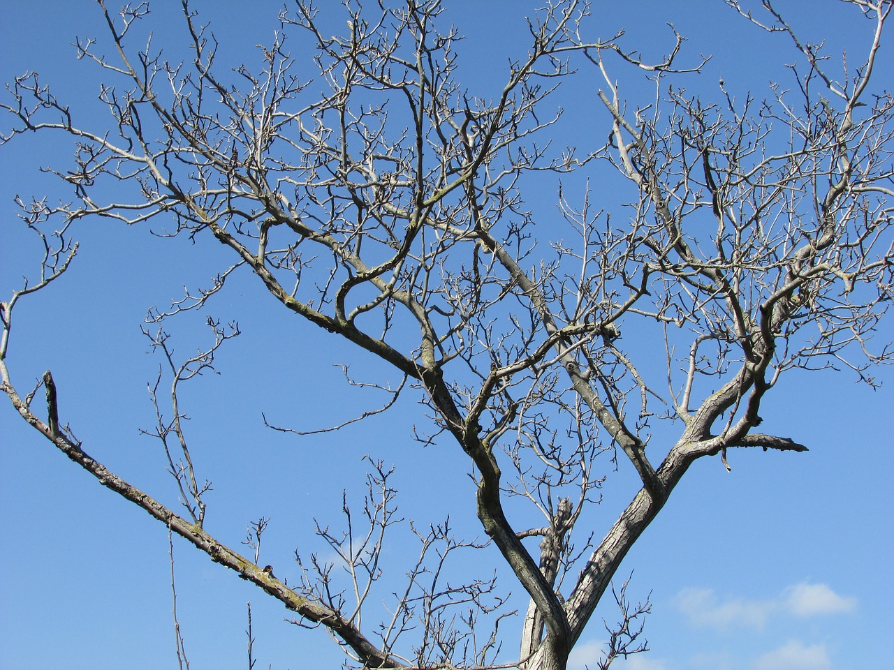trees walnut winter free photo