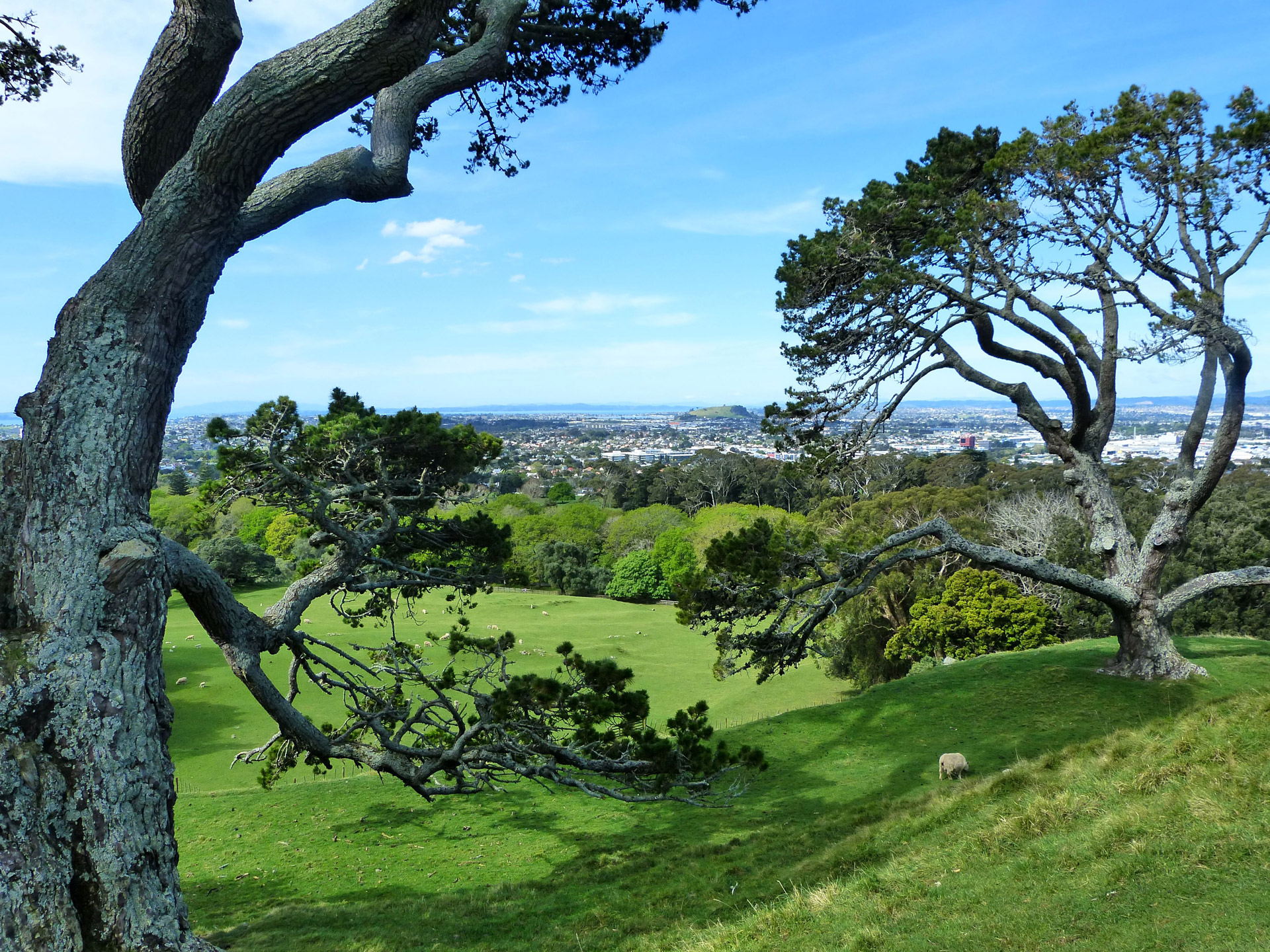 trees green spring free photo