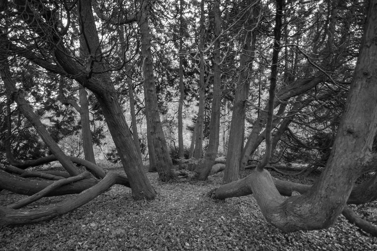 trees black and white black free photo