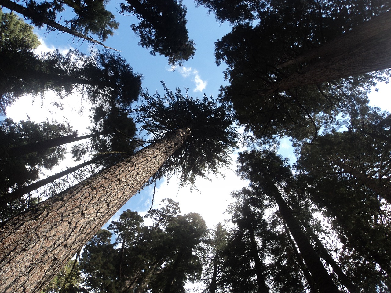 trees lighting forest free photo