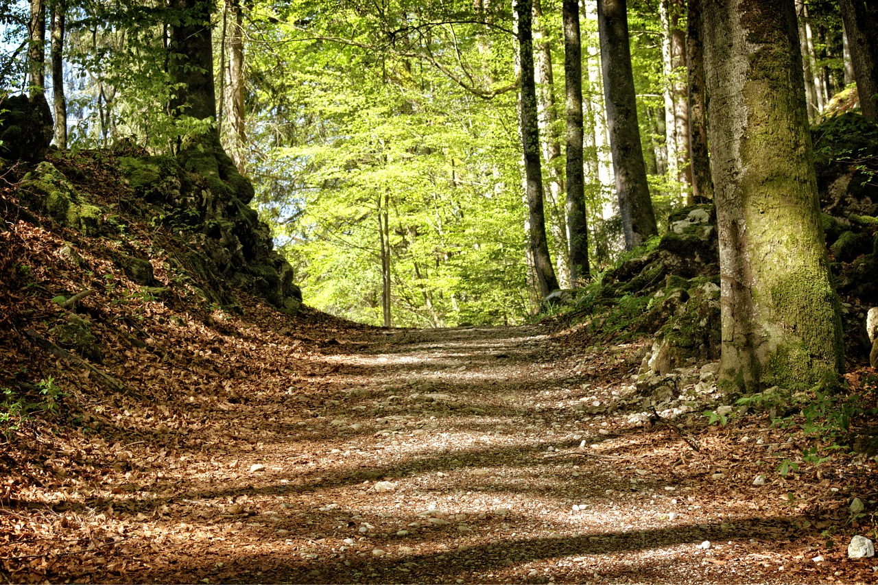 trees away forest path free photo