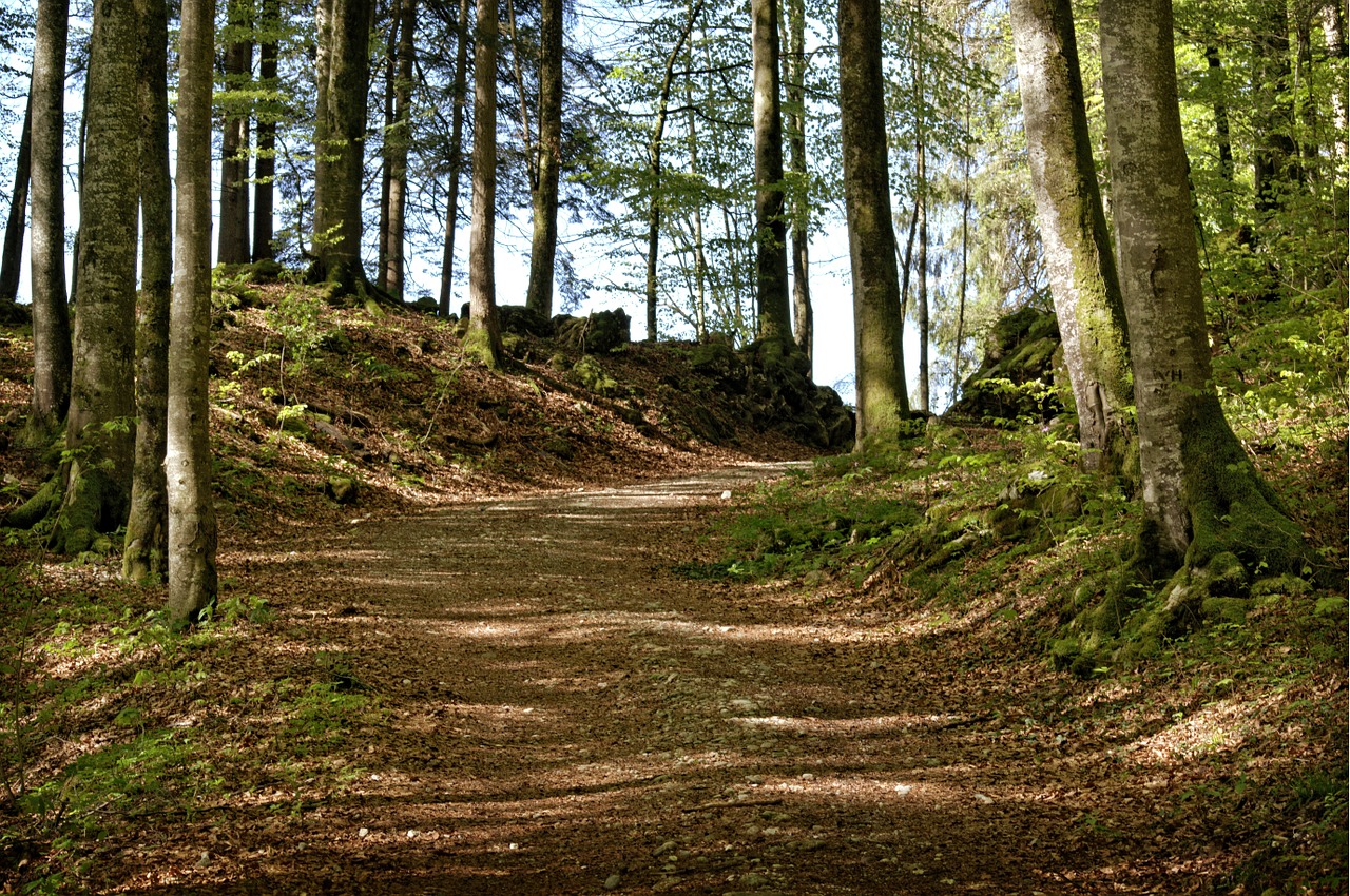 trees away forest path free photo