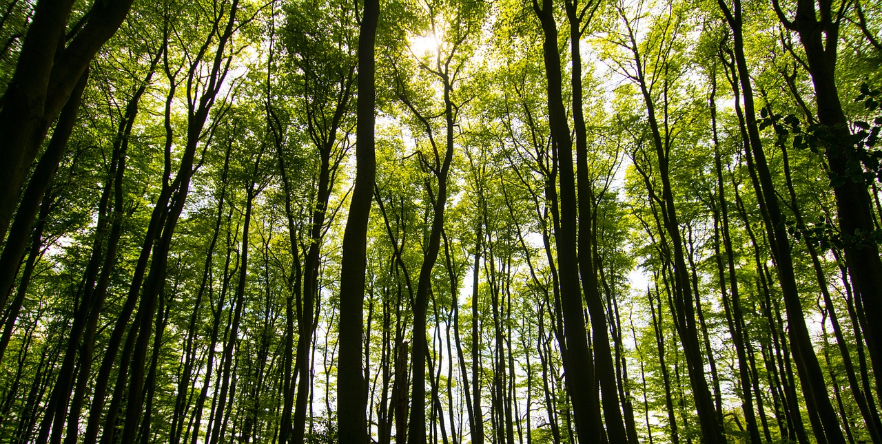 trees sunlight summer free photo