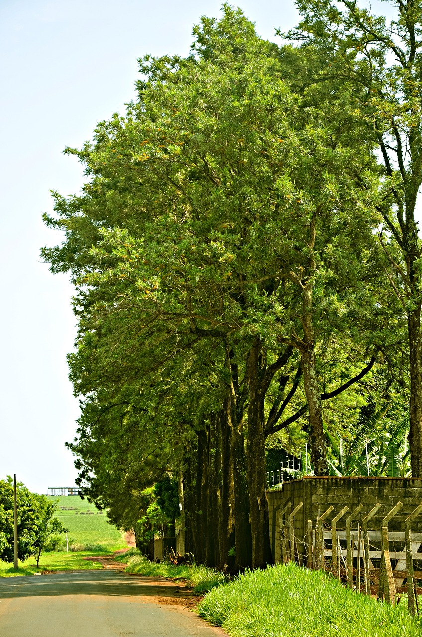 trees path road free photo