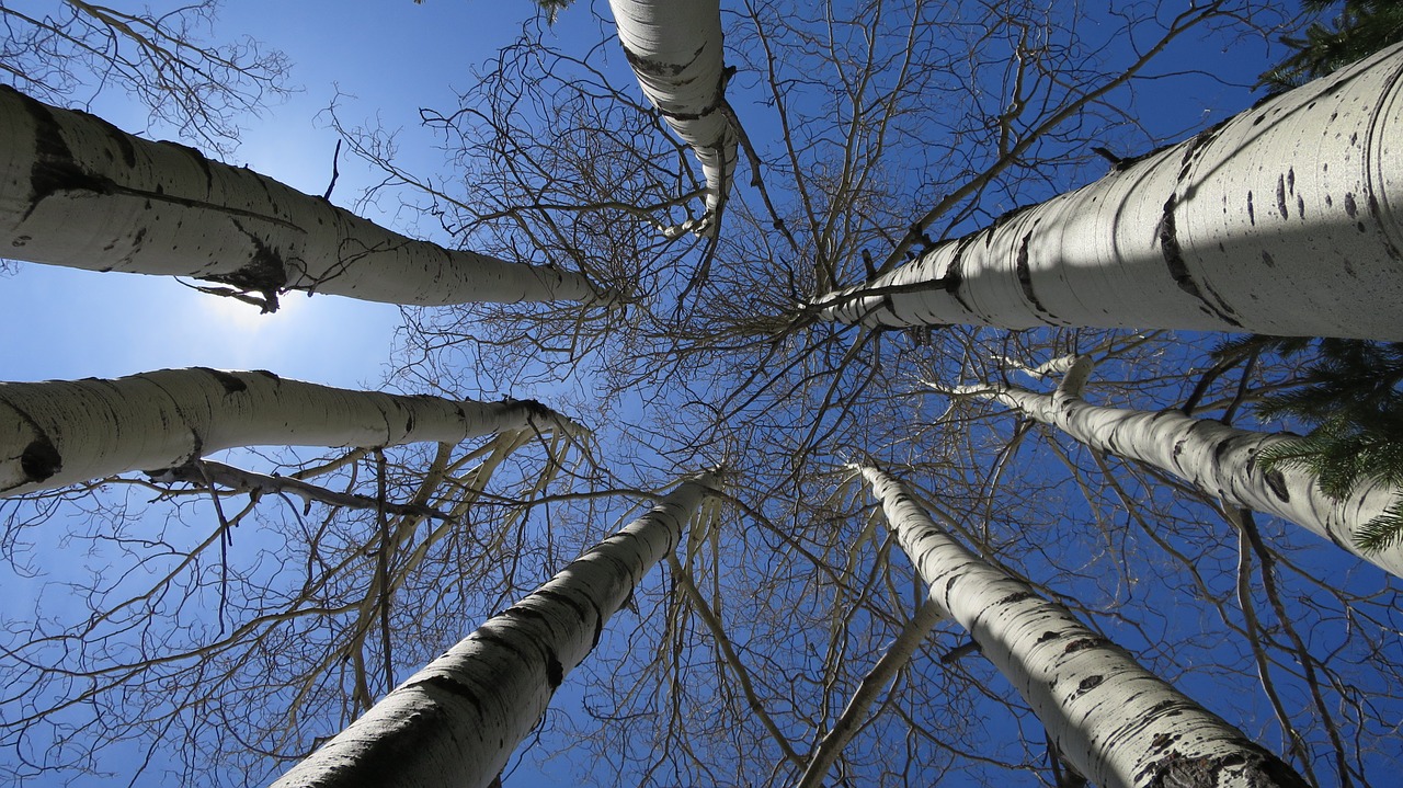 trees birch nature free photo