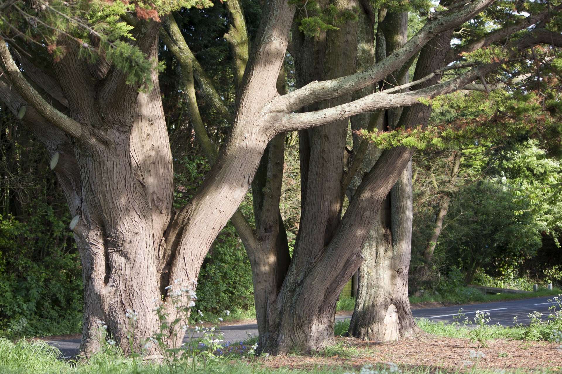 tree trees old free photo