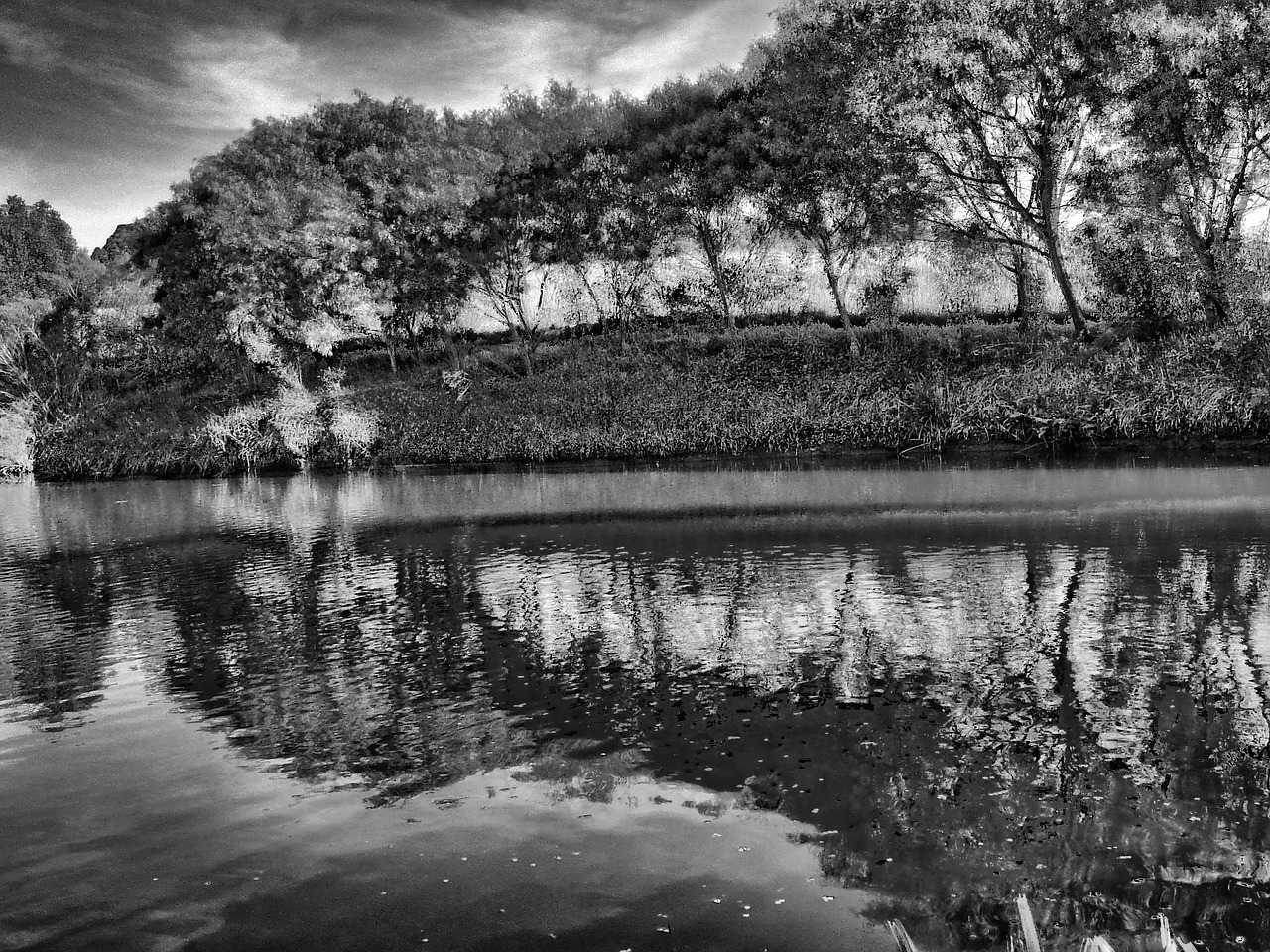 trees black and white nature free photo