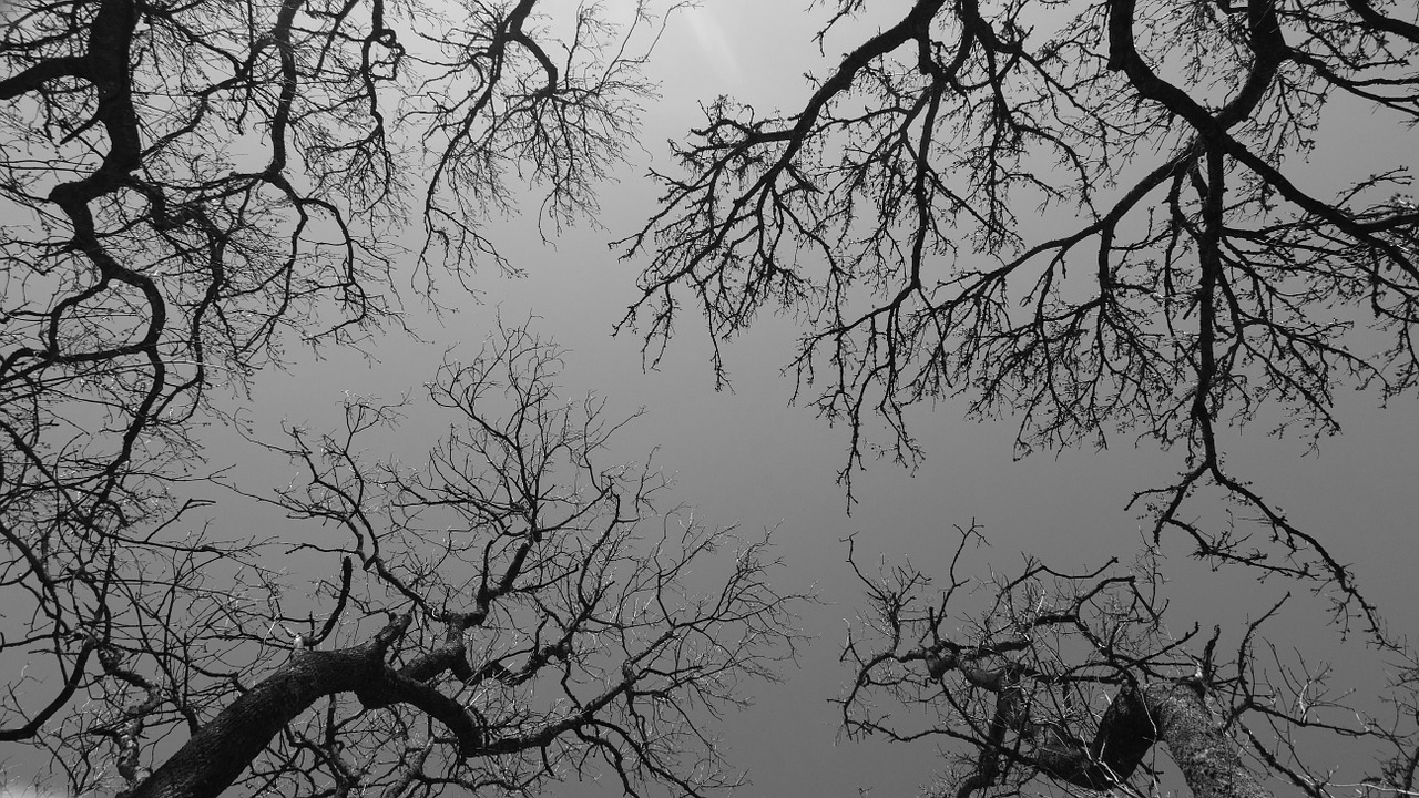 trees branches sky free photo