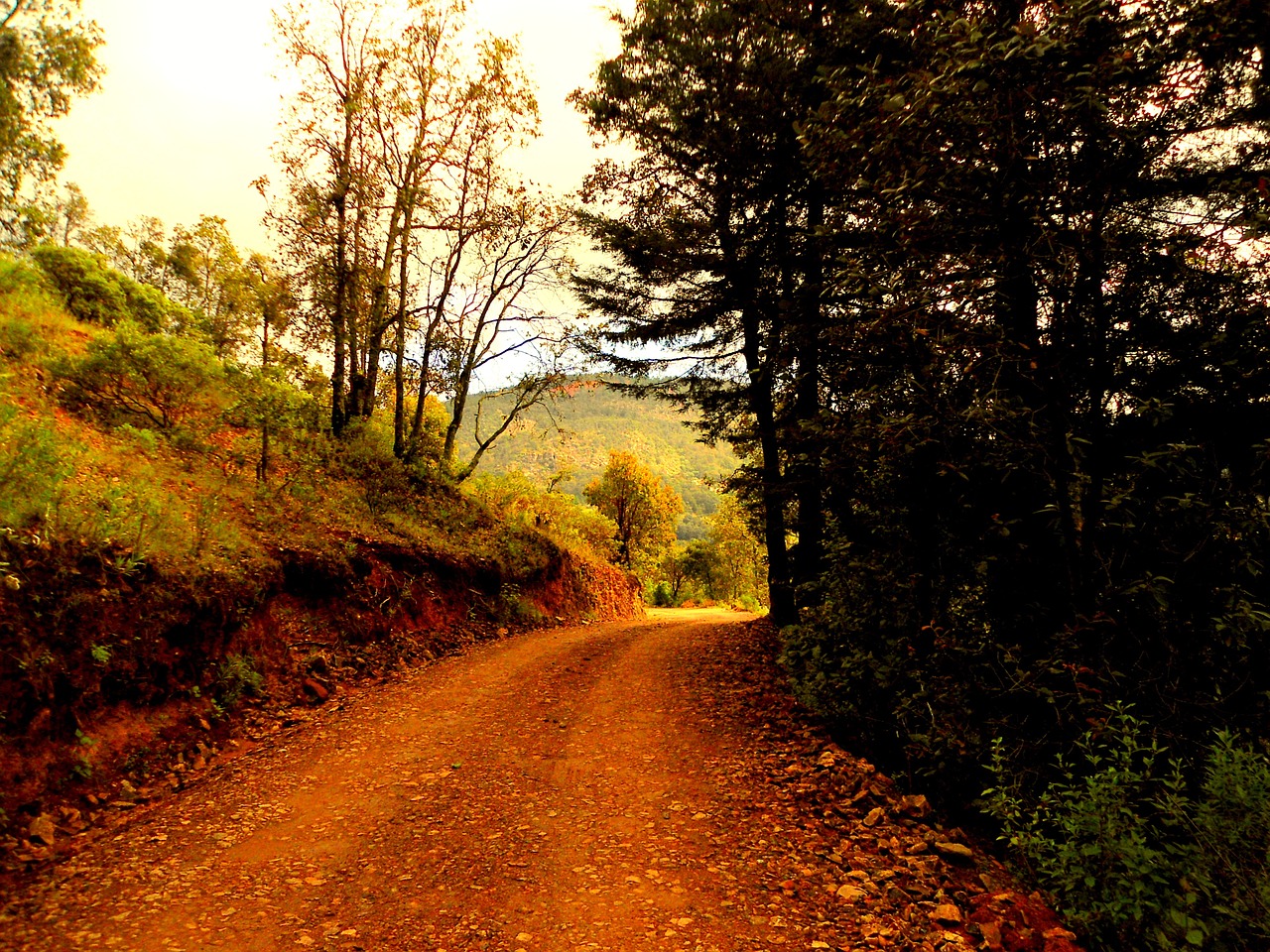 trees fall color nature free photo