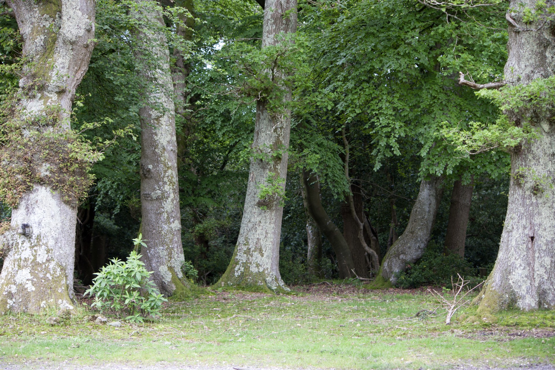 trees tree old free photo