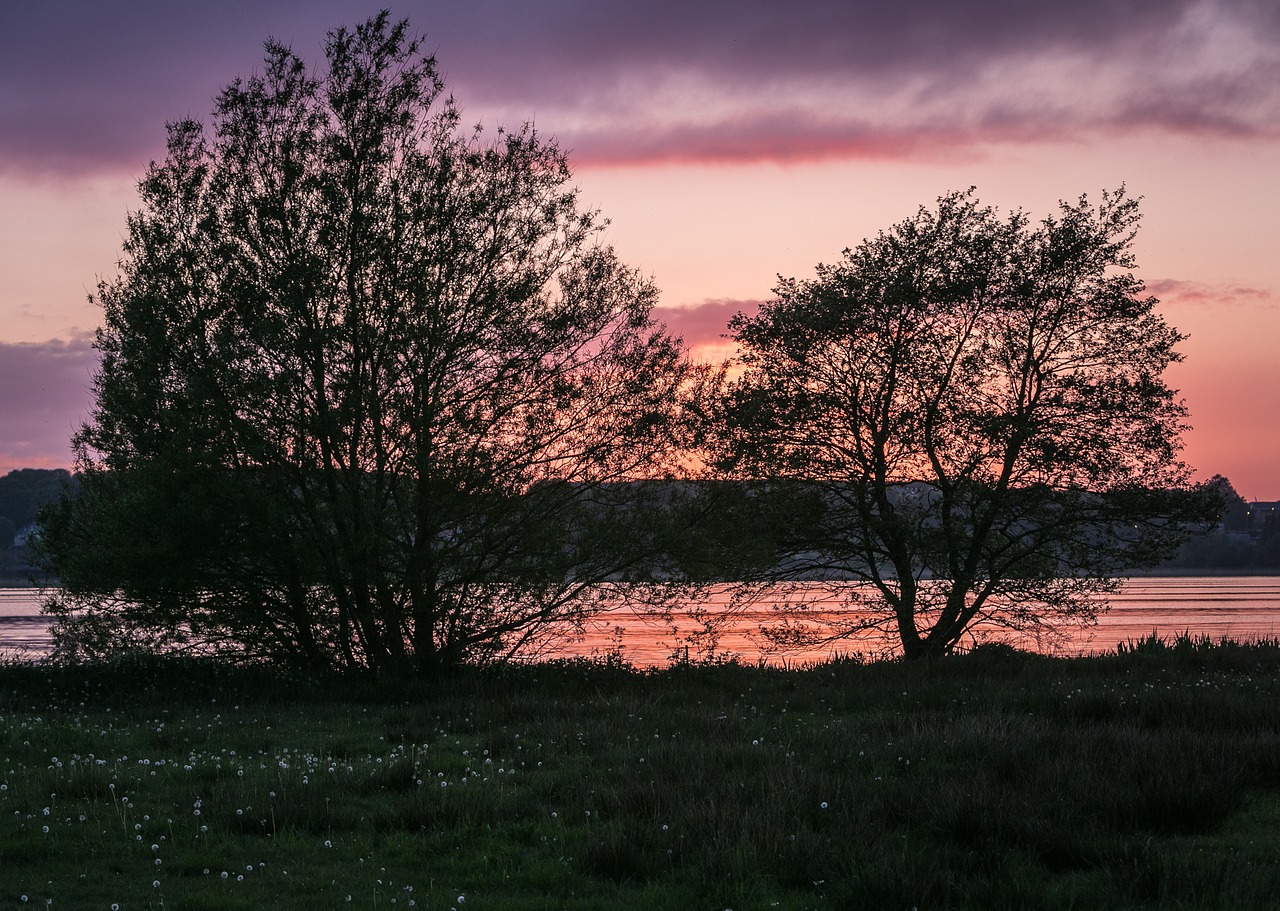 trees sunset lake free photo