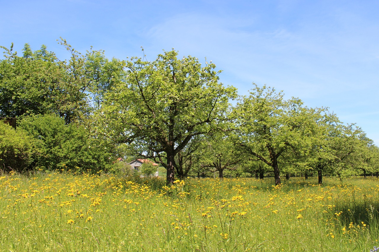 trees meadow grass free photo