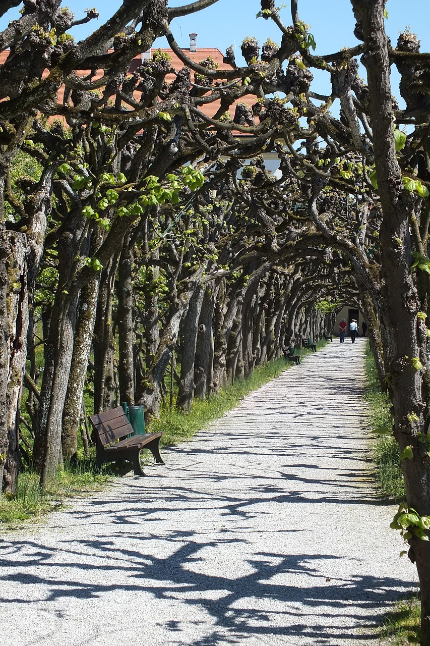 trees avenue away free photo