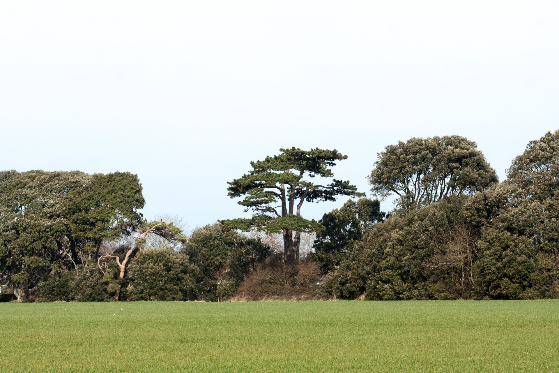 trees tree row free photo