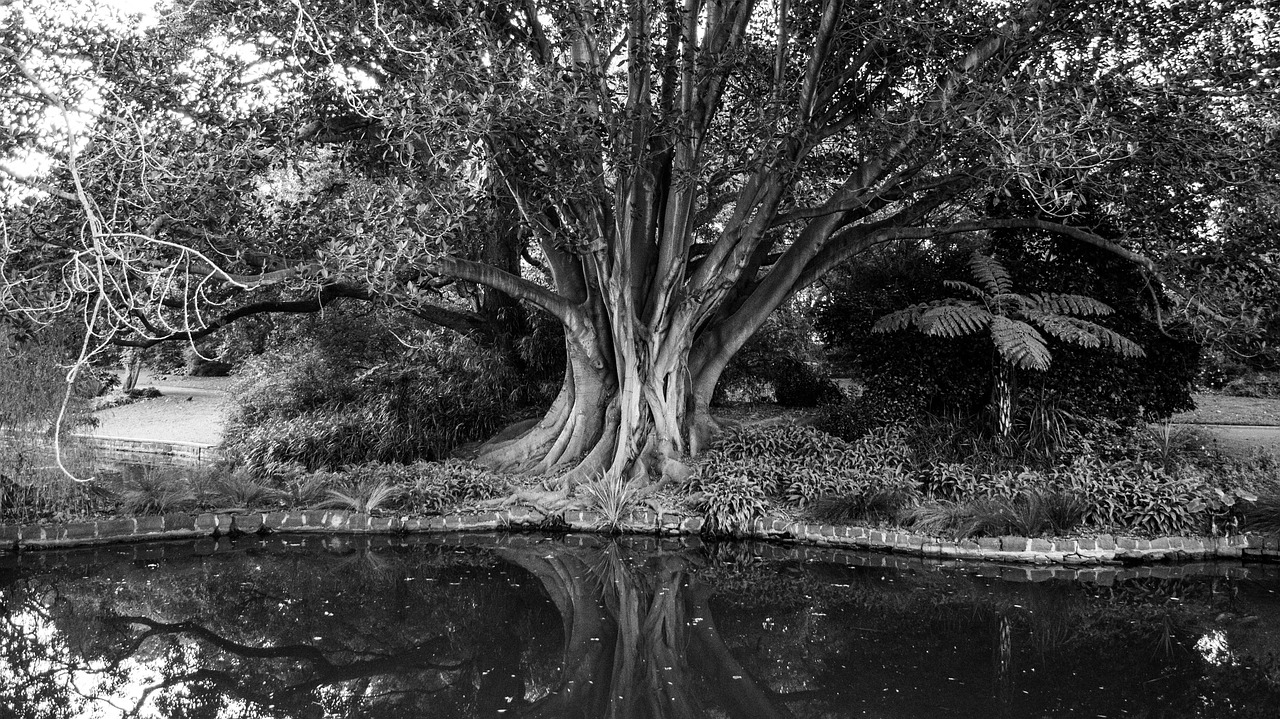 trees large black and white free photo