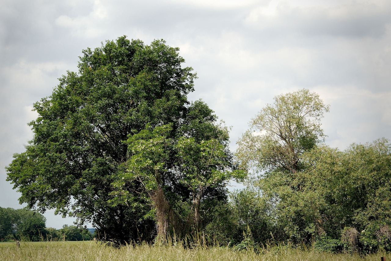 trees clouds landscape sky free photo