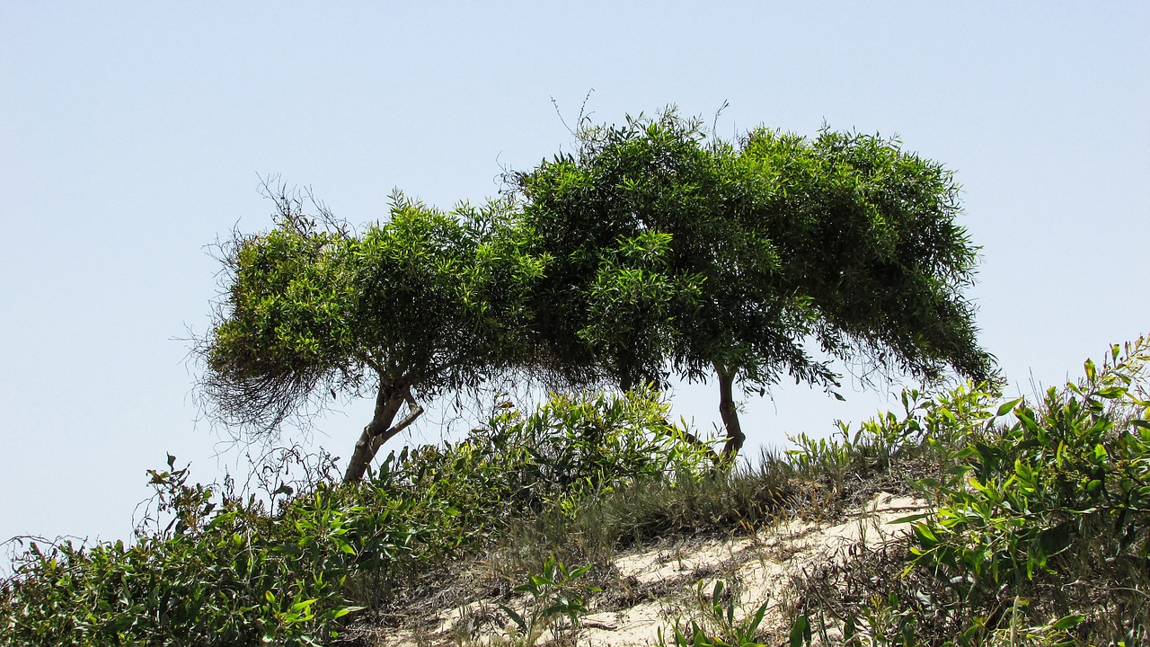 trees dunes nature free photo