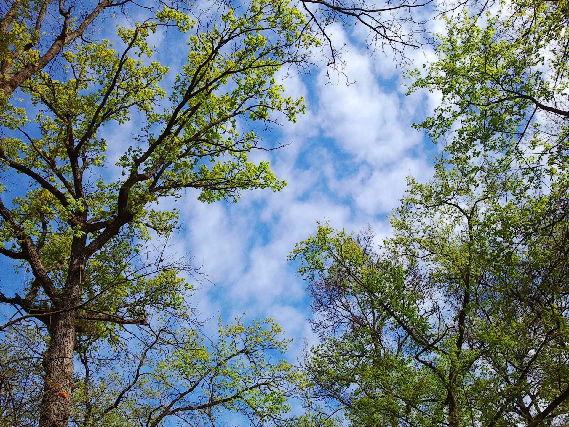 tree spring trees free photo