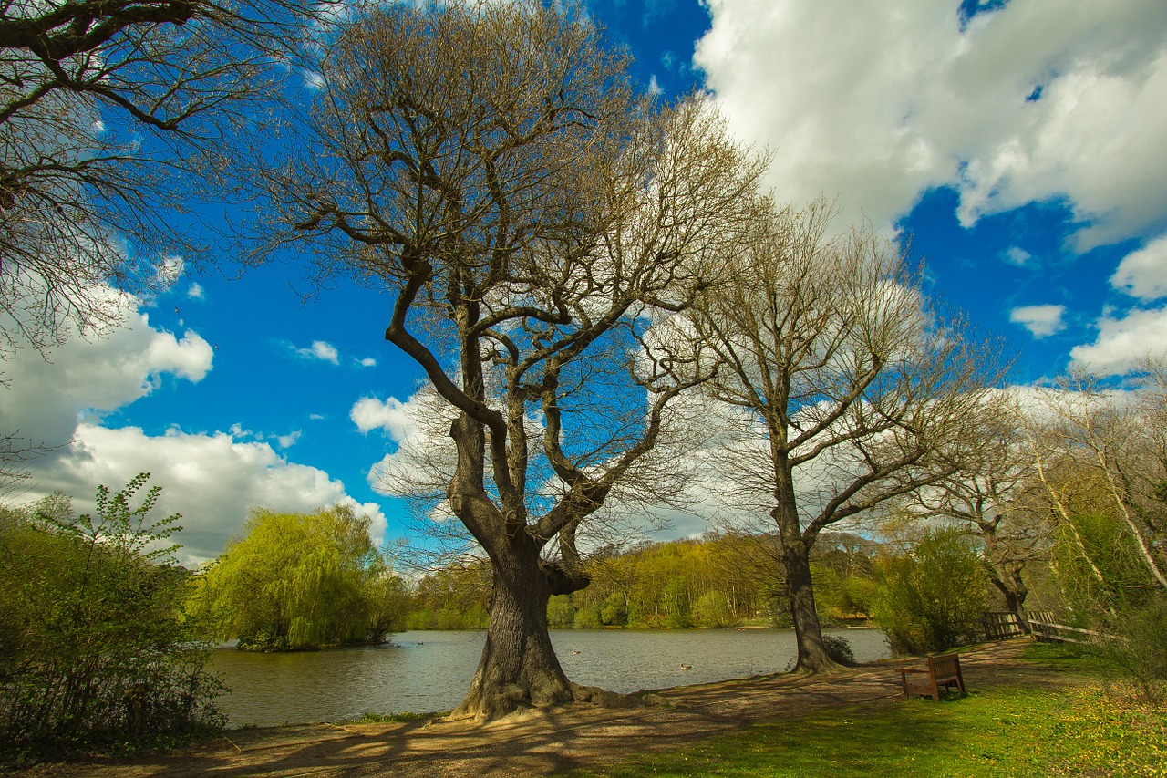 trees spring lake free photo