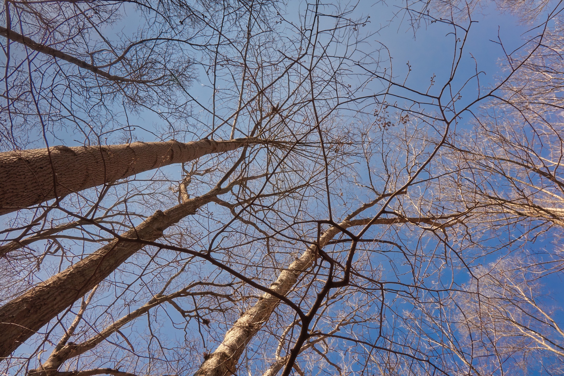 trees tree winter free photo