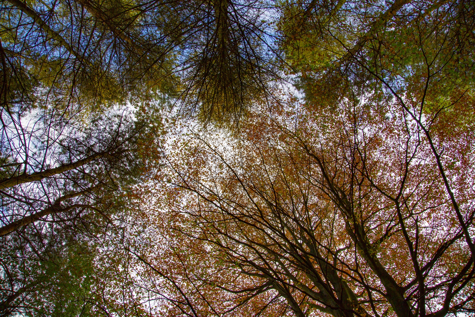 tree field outdoor free photo